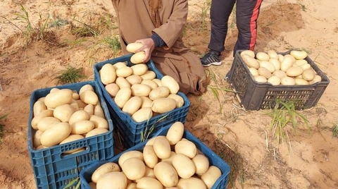 الوادي.. توقع إنتاج قياسي من البطاطا الموسمية