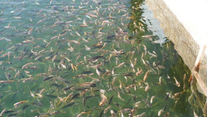 نحو دمج تربية المائيات مع النشاط الفلاحي بالعاصمة