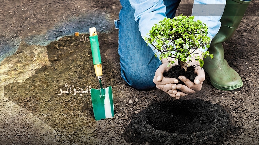 تبسة.. حملة واسعة للتشجير بالسد الأخضر