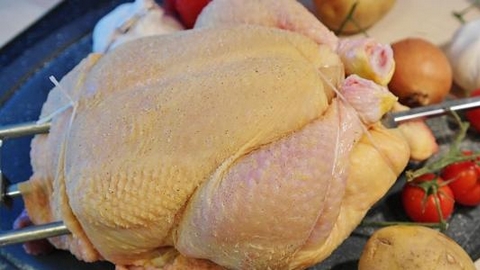 دراسة تكشف.. خطر استعمال المضادات الحيوية على الدجاج