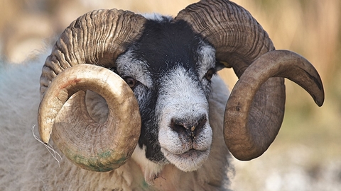 شروط سنية الأضحية