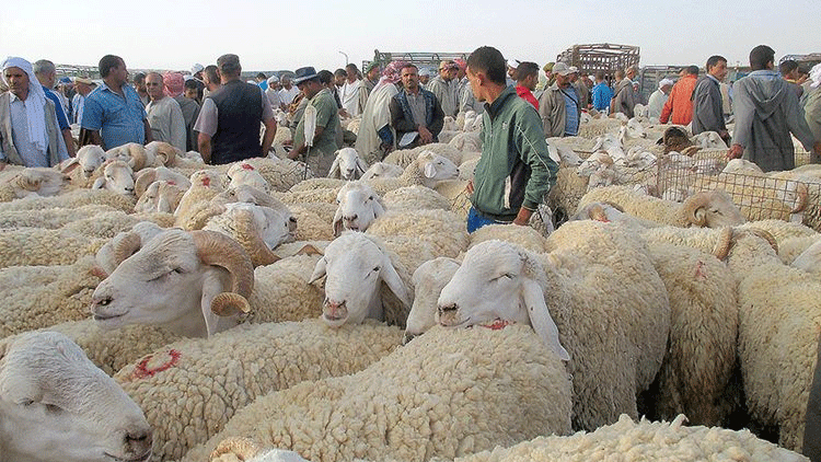 البليدة.. إعادة فتح سوقين أسبوعيين لبيع المواشي