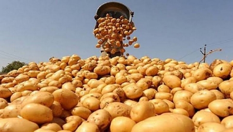 ترقب إنتاج وفير من البطاطا الموسمية بعين الدفلى