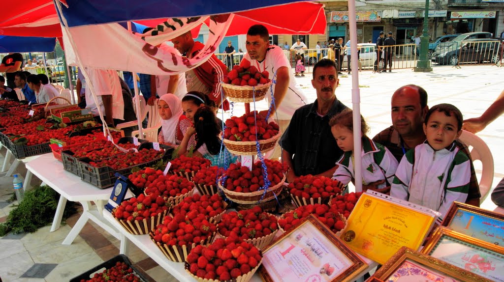 سكيكدة.. نحو إنتاج حوالي 4.100 قنطار من الفراولة هذا الموسم