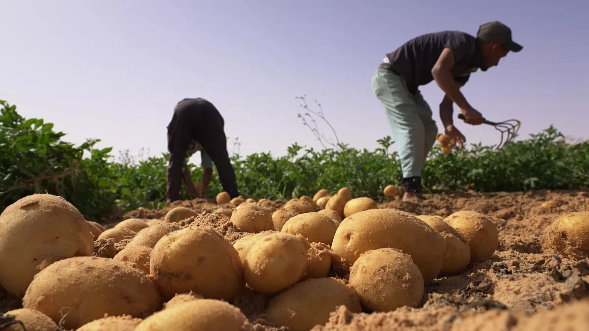 المزارعون الصحراويون يؤكدون على ضرورة المرافعة عن الموارد الزراعية الصحراوية