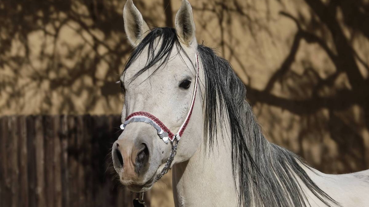 الخيل