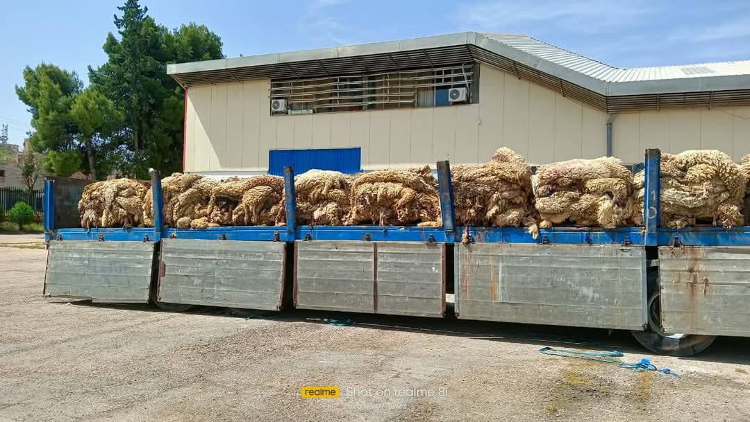 معسكر.. جمع أزيد من   5.500 وحدة من جلود الأضاحي بمعسكر وتيسمسيلت