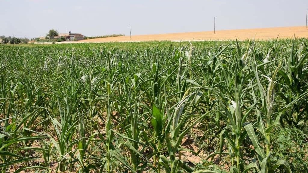 بشار.. زراعة الذرة ودوار الشمس تستقطب الفلاحين