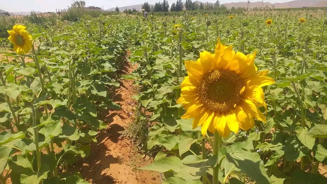 النعامة.. توقع إنتاج نحو 325 قنطار من بذور دوار الشمس بصفيصيفة