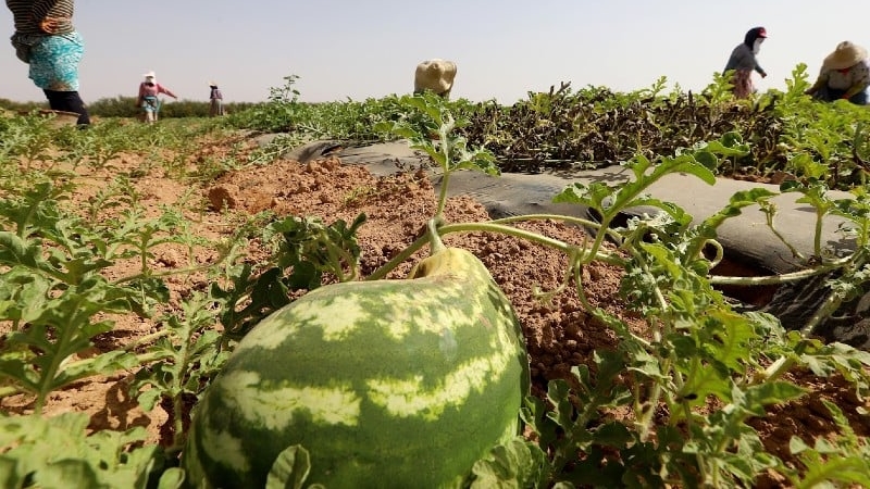 تحقيق يكشف المستور.. زراعات تصديرية تستهلك ما تبقى من مياه المغاربة