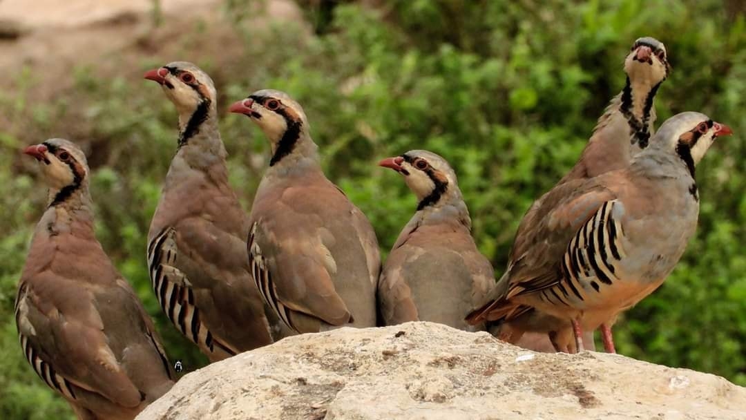 غليزان.. إطلاق 300 طائر بري من نوع “الحجل المحلي” في الوسط الغابي