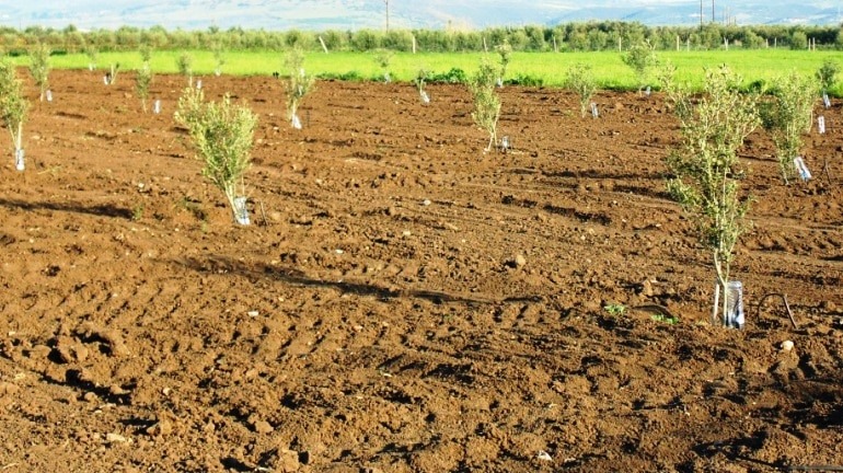 قالمة.. نحو النهوض بشعبة غراسة الزيتون