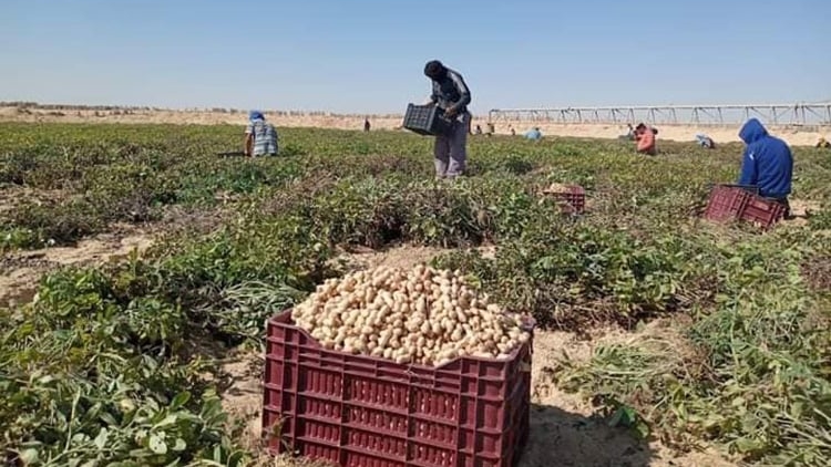 الوادي.. إنتاج قياسي للفول السوداني