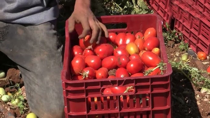 الطارف.. فقزة كبيرة في انتاج الطماطم الصناعية